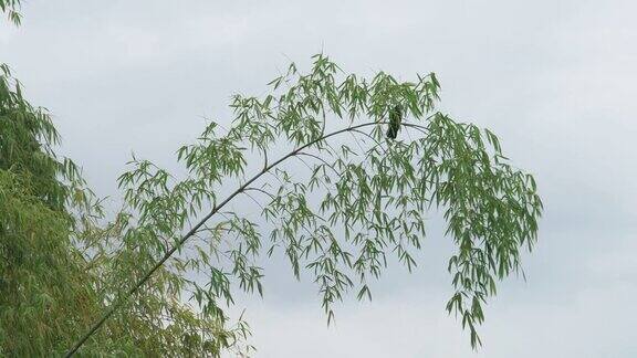 在绿色竹子上休息的鹡鸰鸟
