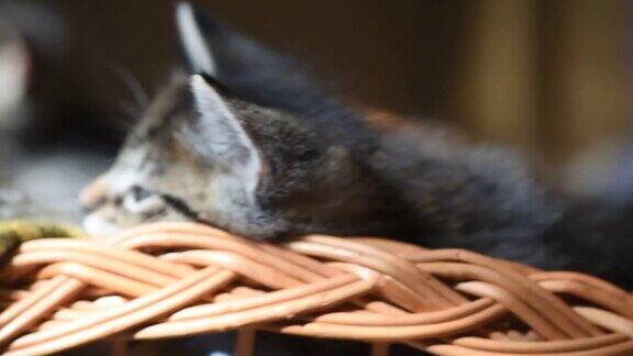 小猫在篮子里玩
