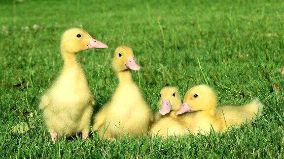 鸭子在草地上