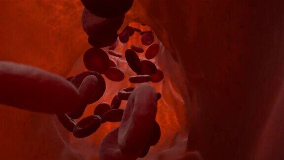 静脉中的红细胞