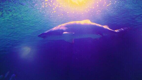鲨鱼在水下游泳