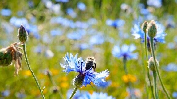 一只蜜蜂在蓝色的花朵上采集花蜜慢镜头