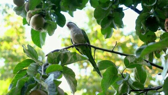 和尚长尾小鹦鹉这是夏日公园里两只绿色的鹦鹉坐在果树上的特写镜头其中一个正在吃苹果马德里西班牙4k