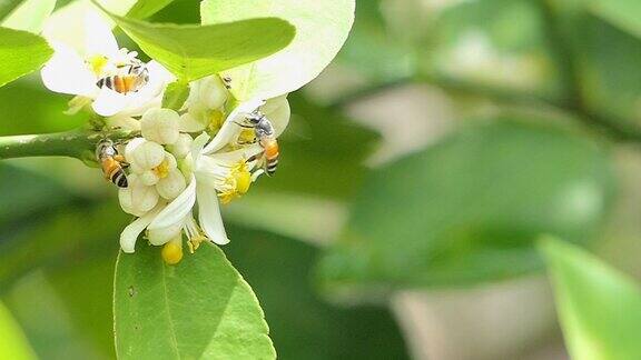 蜜蜂正在白花的花粉上采集花蜜