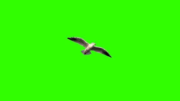 绿屏上飞翔的海鸥