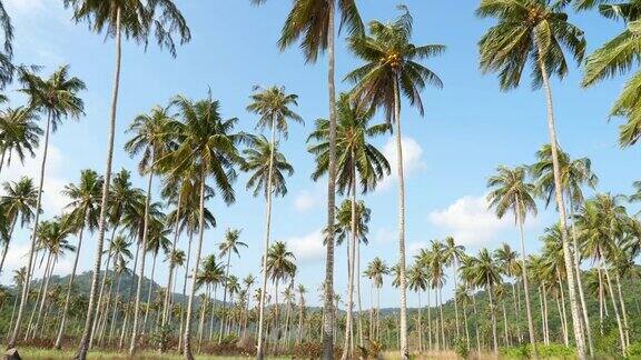 低角度的椰子树对蓝色的天空