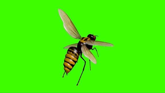 绿屏上的大黄蜂