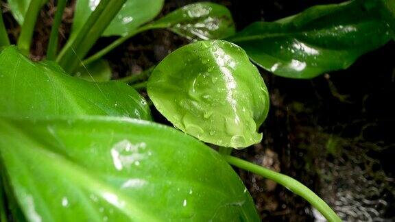 绿色的叶子在雨滴