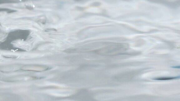 欧芹在水中