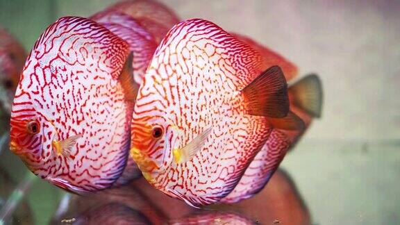 彩色的铁饼鱼在水族馆里游泳