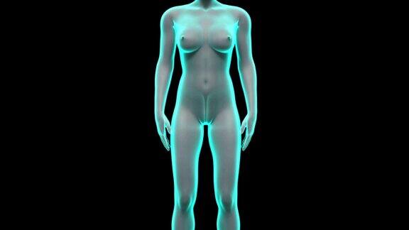 放大女性身体扫描子宫蓝色x光图像
