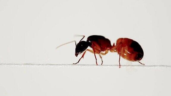 蚂蚁不敢前进