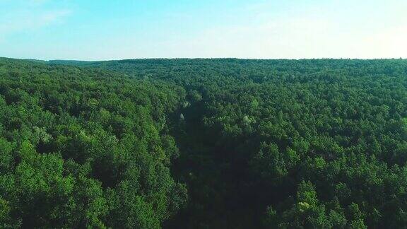 4K鸟瞰图沿着绿色的森林向前移动树木浓密神奇的自然背景4k