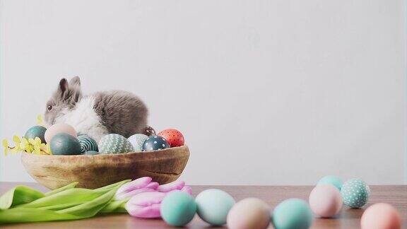 可爱的复活节兔子和五颜六色的鸡蛋和郁金香在桌子上复活节装饰