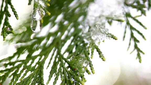 雪在冬日树木的嫩芽上融化在模糊的树木背景上融化的雪水滴的特写大自然冬或春的背景实时全高清视频片段