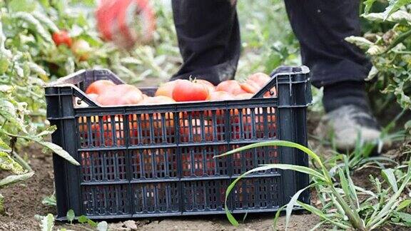 收获助手采摘新鲜的西红柿在种植园