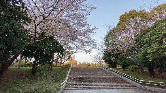 日本东京的Kiba公园樱花盛开