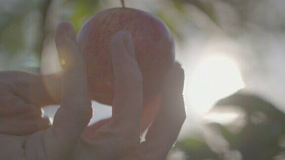 长在藤上的苹果