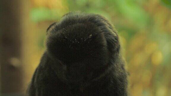 黑色狨猴-头部和脸部的特写