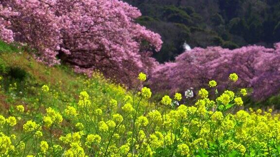 下嘉摩河边盛开的川崎樱花树和油菜花