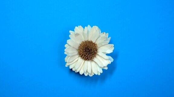 美丽的单雏菊花缓慢旋转在旋转的蓝色背景