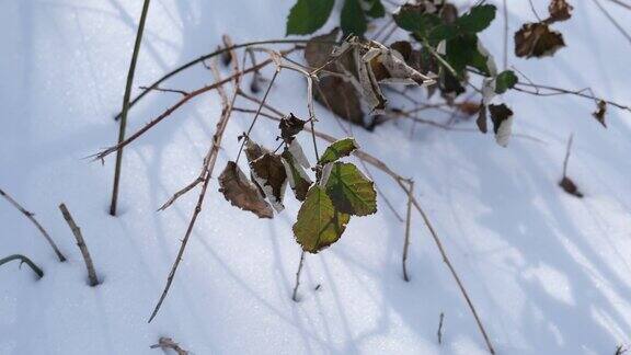绿叶在雪的背景上剩下的黑莓绿叶在雪中摇摆
