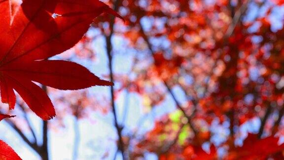 美丽的红色和绿色的秋叶与阳光照耀
