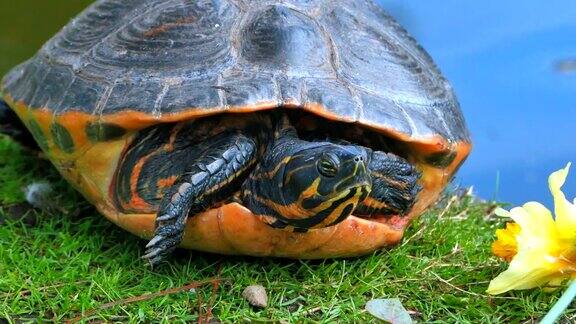 红海龟在池塘边晒太阳