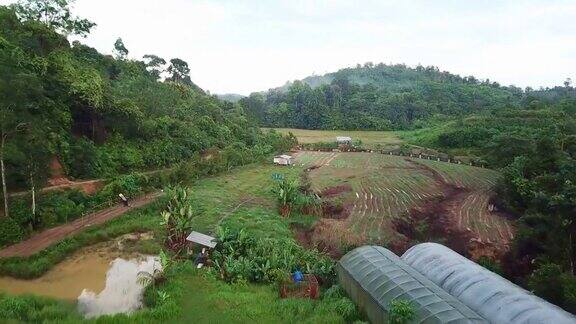 在马来西亚有机蔬菜农场上的无人机直接视图