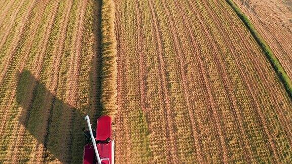 联合收割机在稻田中工作的鸟瞰图