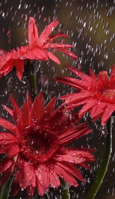 慢镜头垂直拍摄:雨中的雏菊绿叶为背景