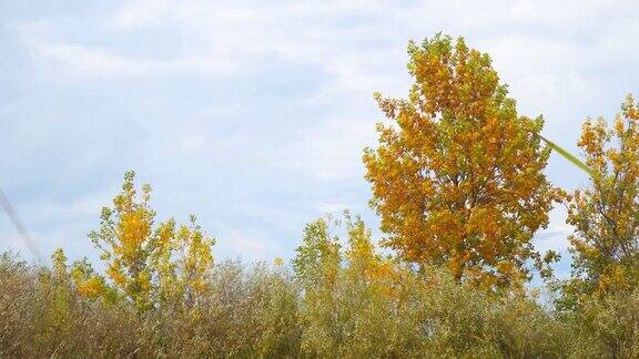 树与黄色的秋叶岸边的一个小湖
