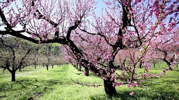 桃花;多莉拍摄