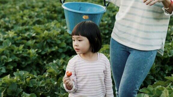 假期和妈妈一起去农场采摘草莓