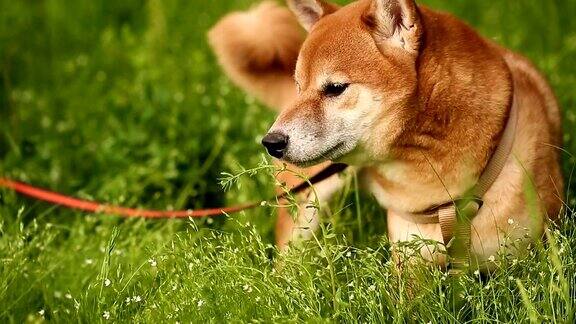 狗柴犬站在草地上