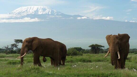 大象在乞力马扎罗山下吃草