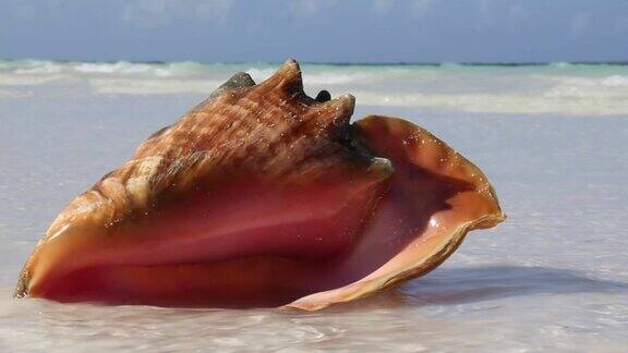 热带海滩上的海螺壳