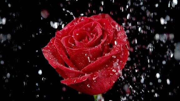 雨中浇灌的红玫瑰花慢动作1000fps黑色背景