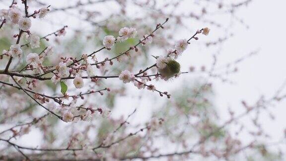 梅花林里的鸟