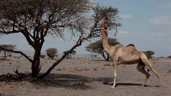 吃树叶的野生骆驼