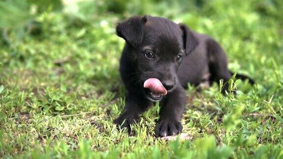 一只黑色的杂种小狗躺在草地上缓慢地翻动着