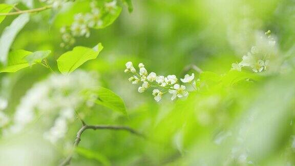 春天开花鸟樱枝蔷薇科的开花植物缓慢的运动