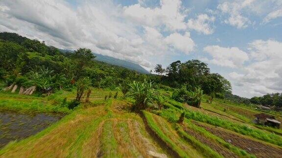 巴厘岛的稻田视频来自Fpv无人机