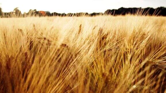 金色成熟的小麦穗在阳光下闪耀全高清1080p慢动作