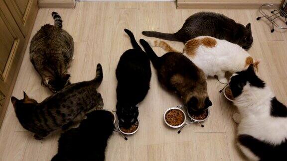 许多猫一起吃东西