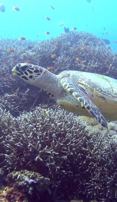玳瑁龟游过鹿角珊瑚和软珊瑚