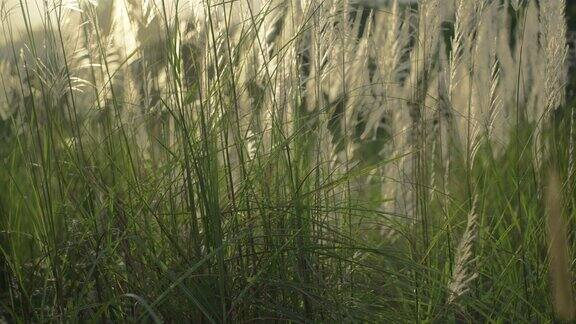 日出时路上的草背景