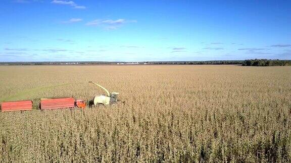 玉米收割机在田间运作