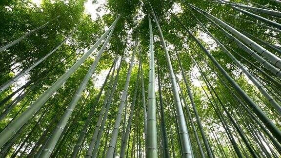 低角度竹林岚山日本京都