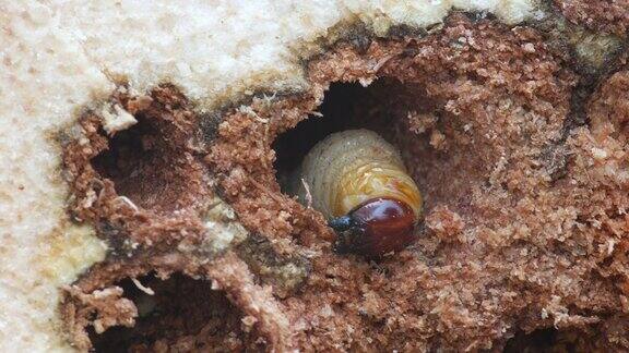 树皮地穴甲虫的幼虫在洞中移动